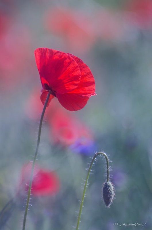 poppy фото превью