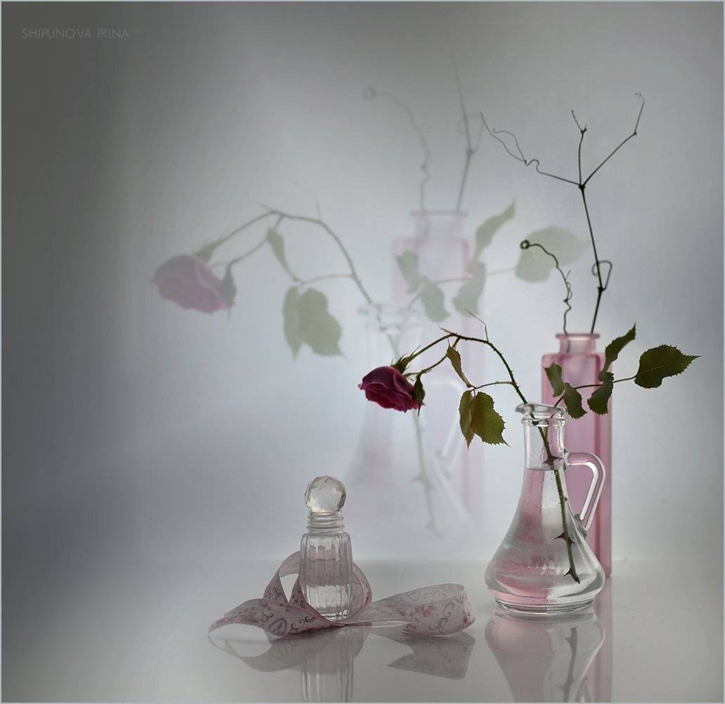 , Шипунова Ирина