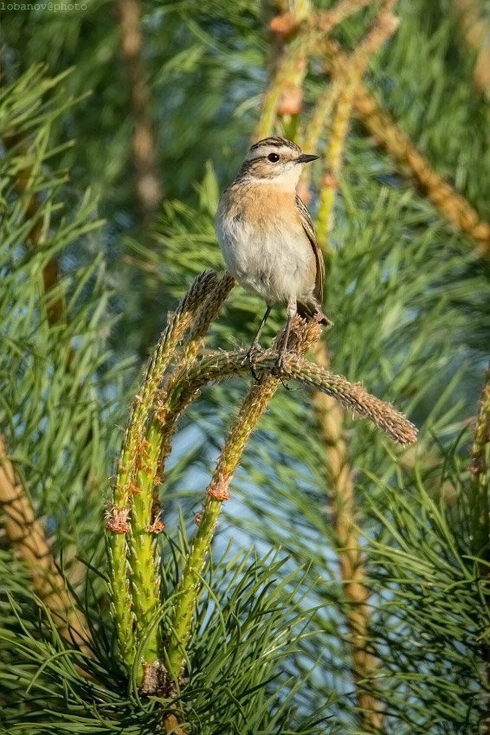 , Алексей Лобанов