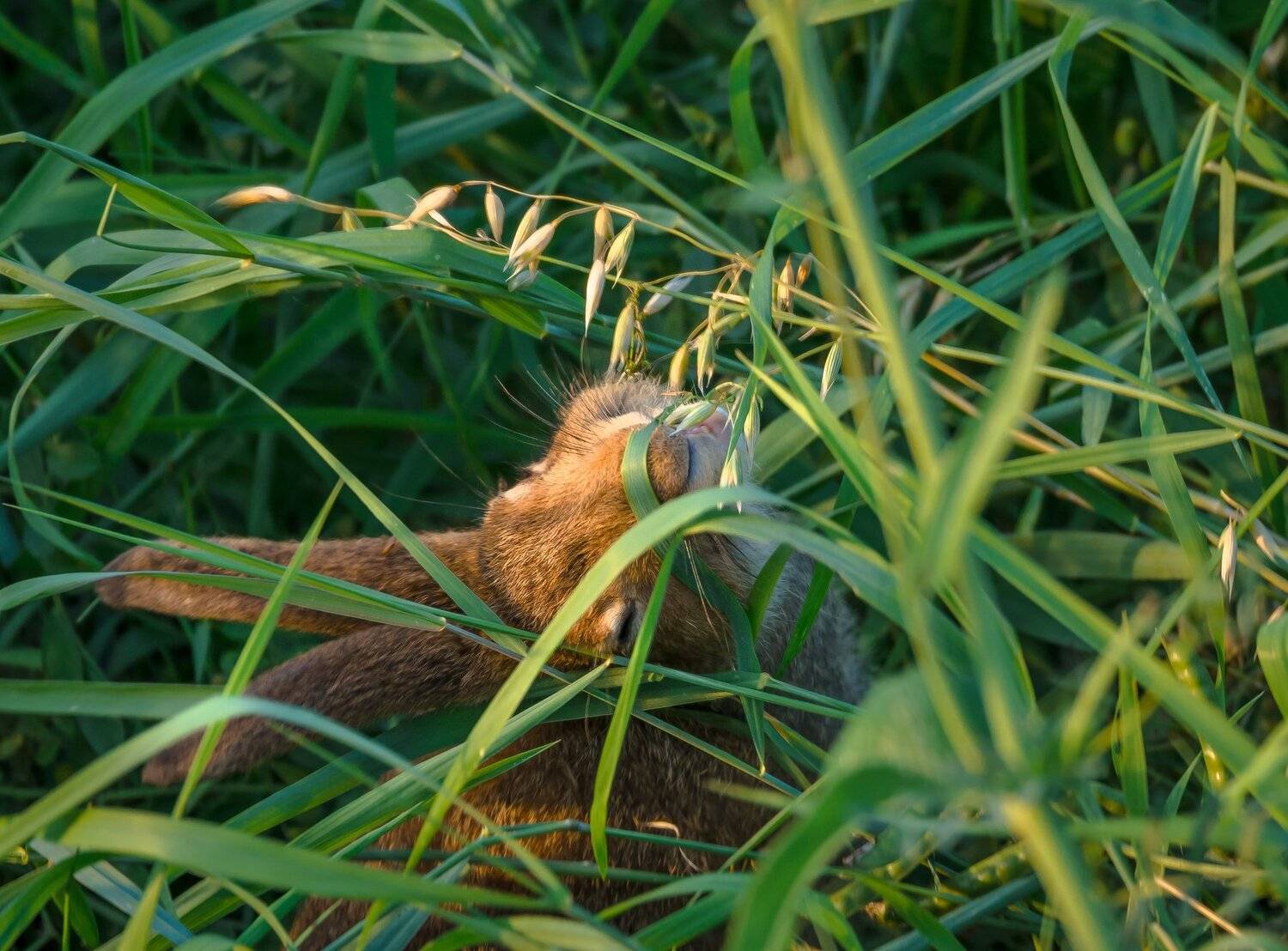 заяц, овёс, овсы, цлгз, заповедник, центрально-лесной, с высоты, зелёный, зелень, трава, злаки, питание, дикая природа, лето, август, Тверская область, млекопитающее, беляк, Lepus timidus, Ксения Соварцева