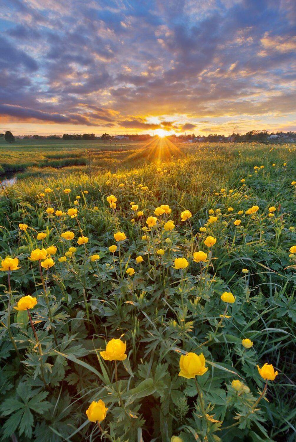 , Николай Андреев