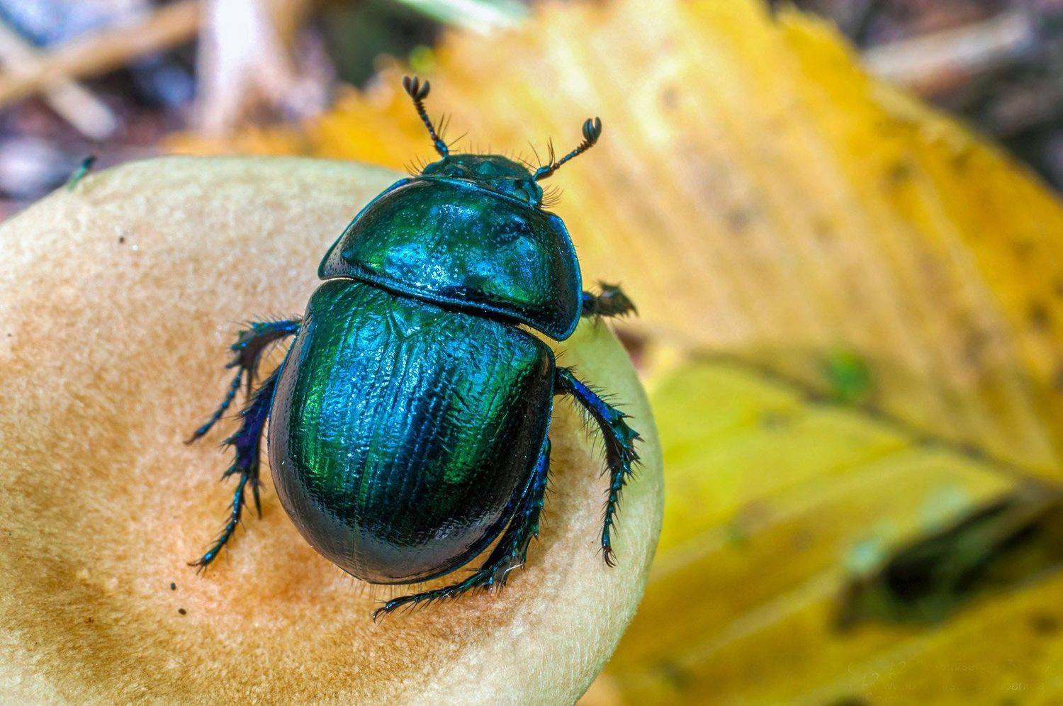 жук, гриб, осень, beetle, Сергей Рубан