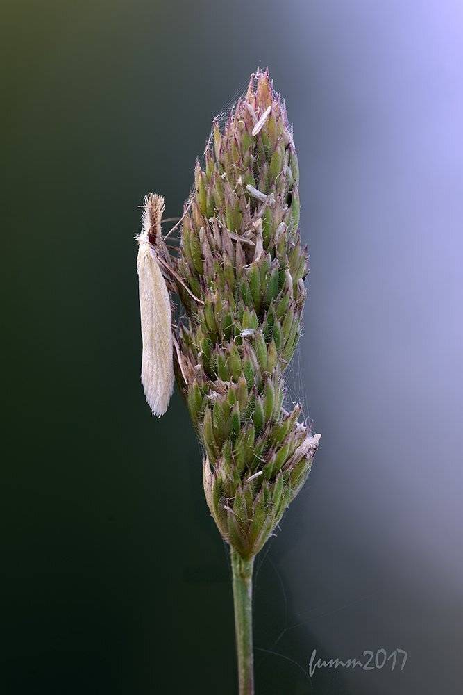 , Игорь ФУММ