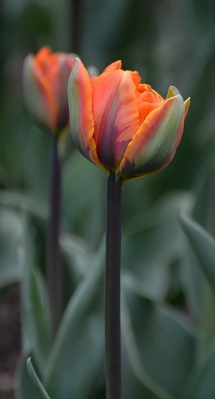 Тюльпаны фото превью