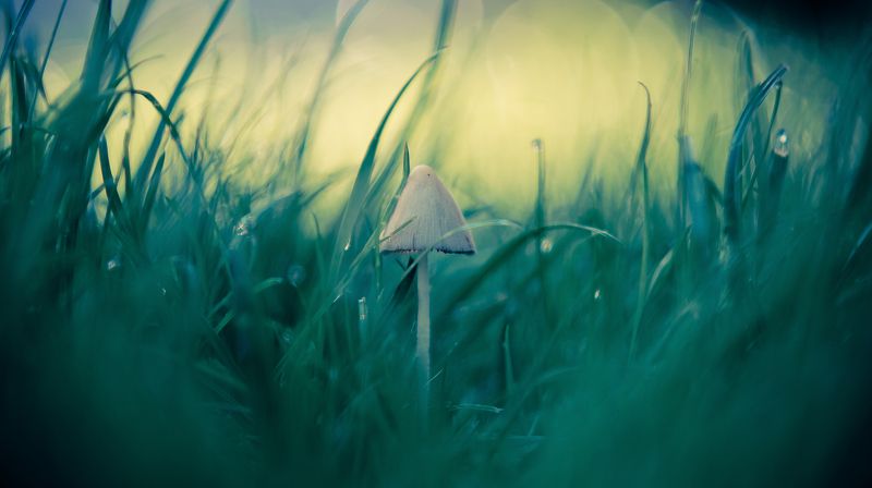 mushroom, macro, green, cinematic, middle, center, close-up, beauty, bokeh In the middle  фото превью