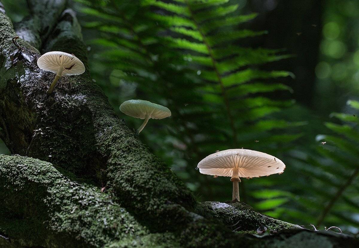 коряга грибы лес, Евгений Слободской