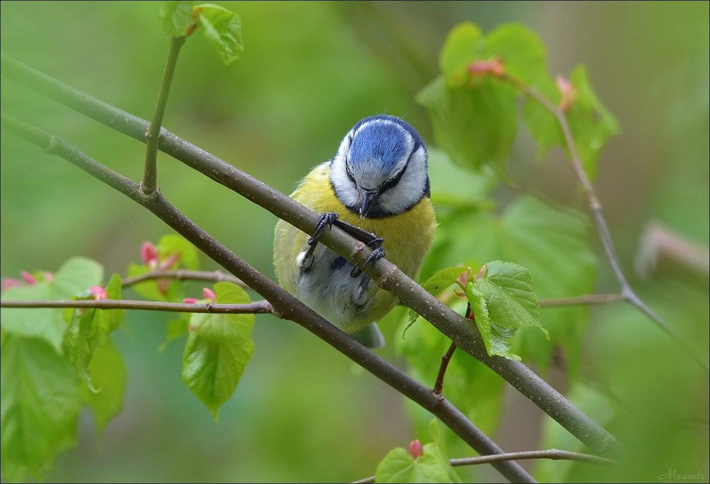 лазоревка, Андрей Медведев
