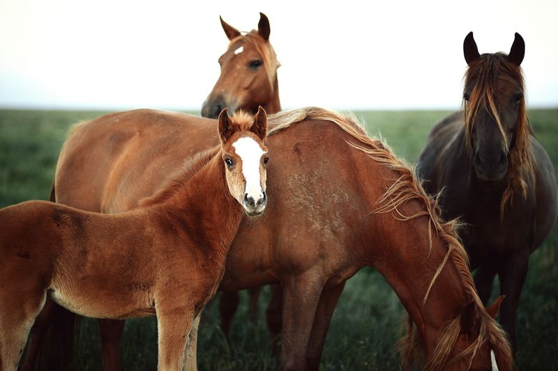 Семья фото превью