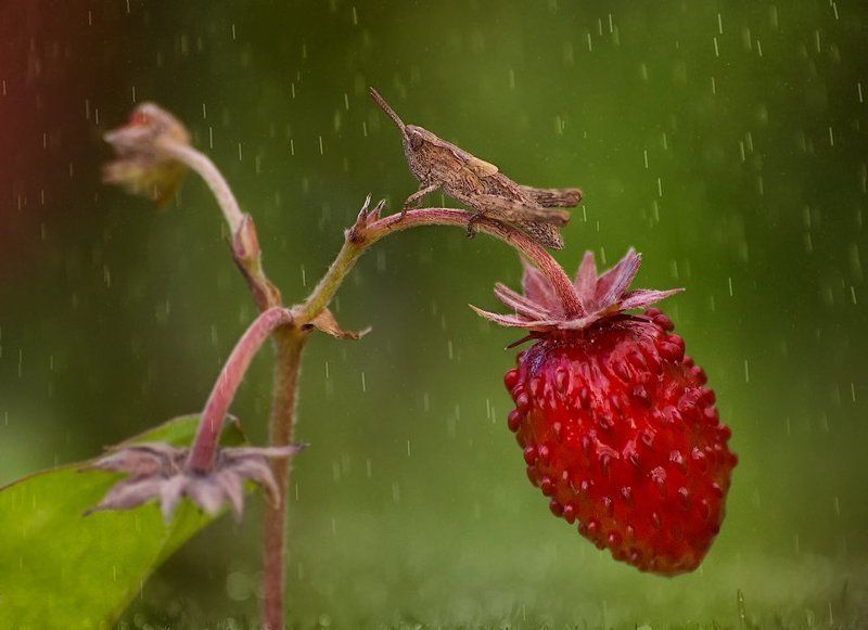 *** фото превью