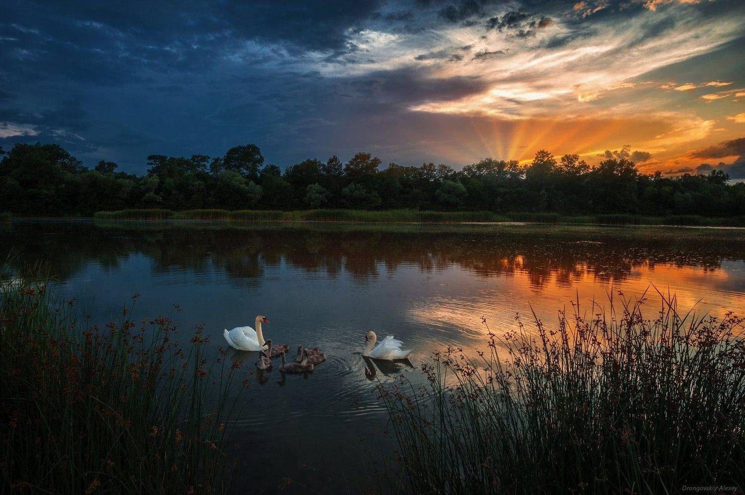 , Алексей Дранговский