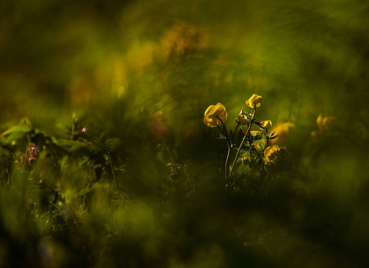 утро, Александр Маркелов