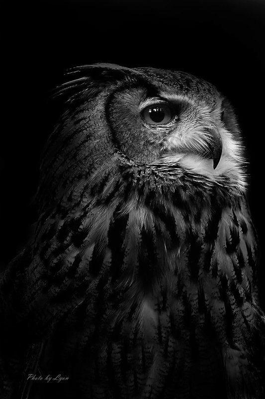  портрет  фото превью