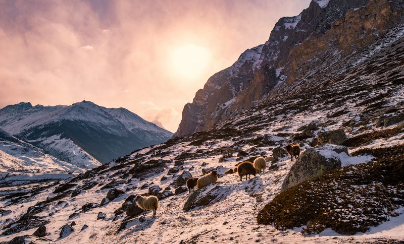 горы, отара, бараны, эльтюбю Эльтюбю фото превью