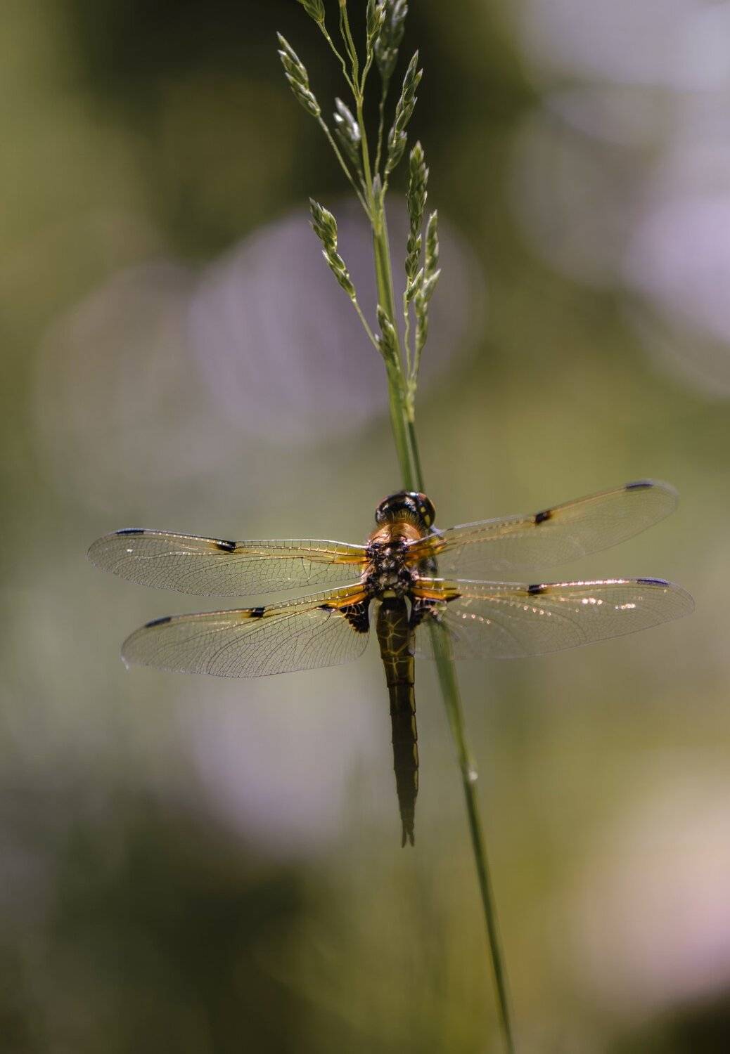 природа, макро, насекомое, стрекоза,, Неля Рачкова