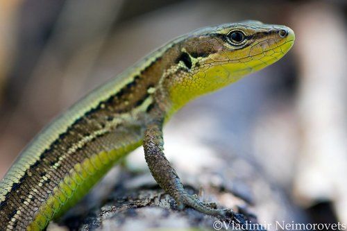 Ящерица луговая - Darevskia praticola / Meadow lizard - Darevskia praticola