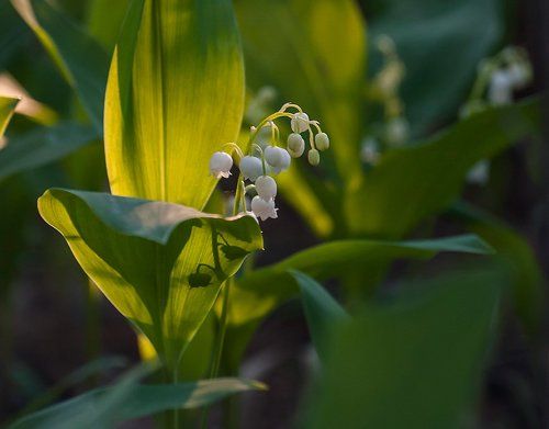 Pro ландыши в вечернем свете