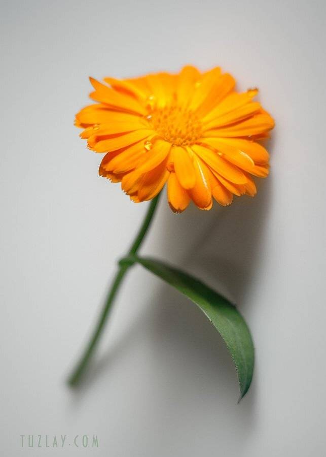 календула, капельки, calendula, Владимир Тузлай