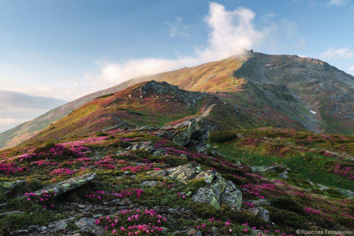 , Ярослав Тюрменко (Jaremi)