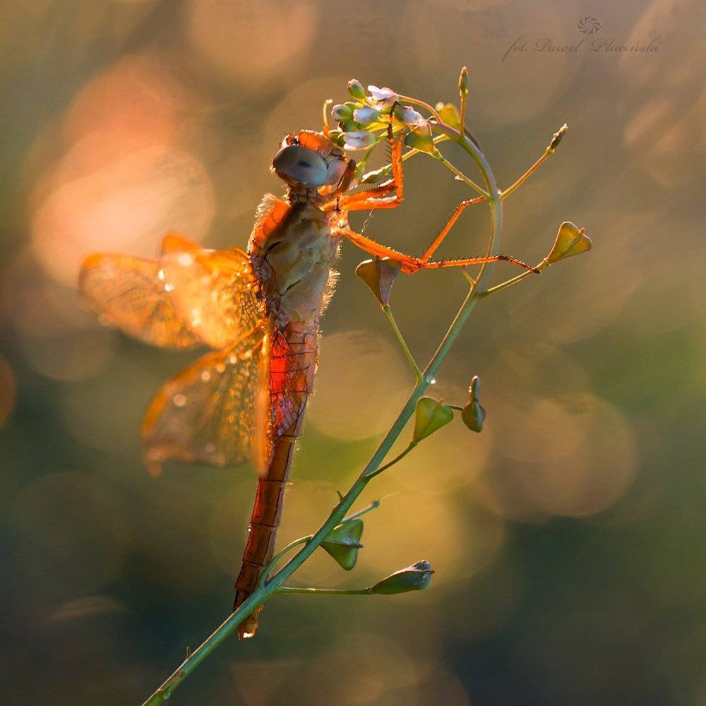 , Pawel Plucinski