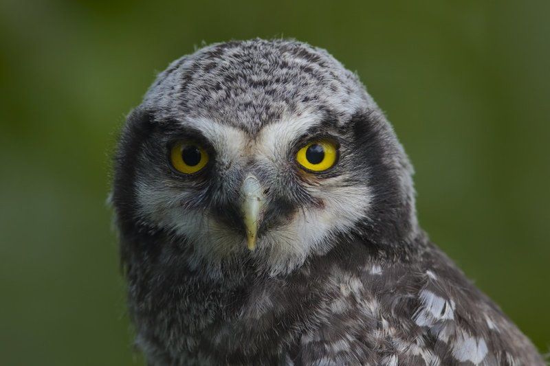 SU фото превью