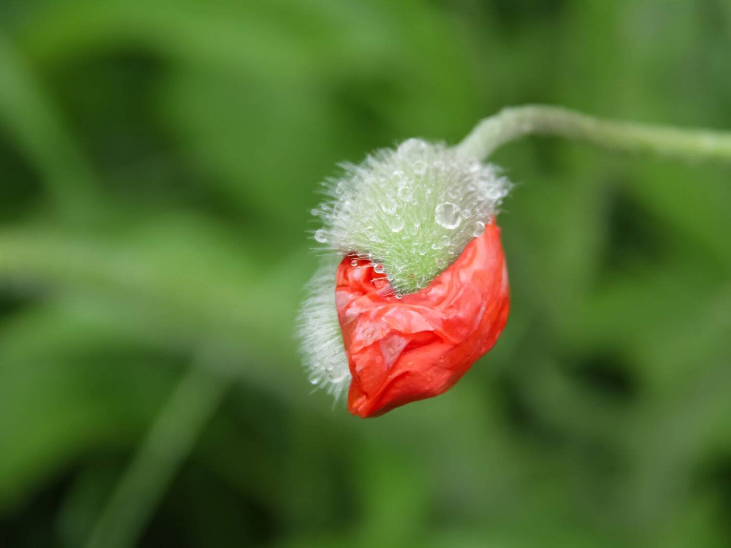 contrast, colors, red flower, poppy, red poppy, beautiful flowers, wonderful colors, summer flowers, summer, day, color, light, landscape, button, poppy bud, , DZINTRA REGINA JANSONE
