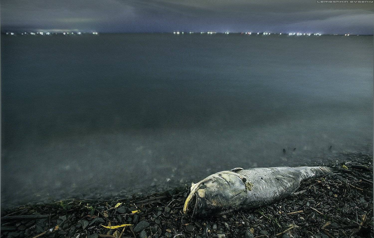 , Евгений Лемешкин