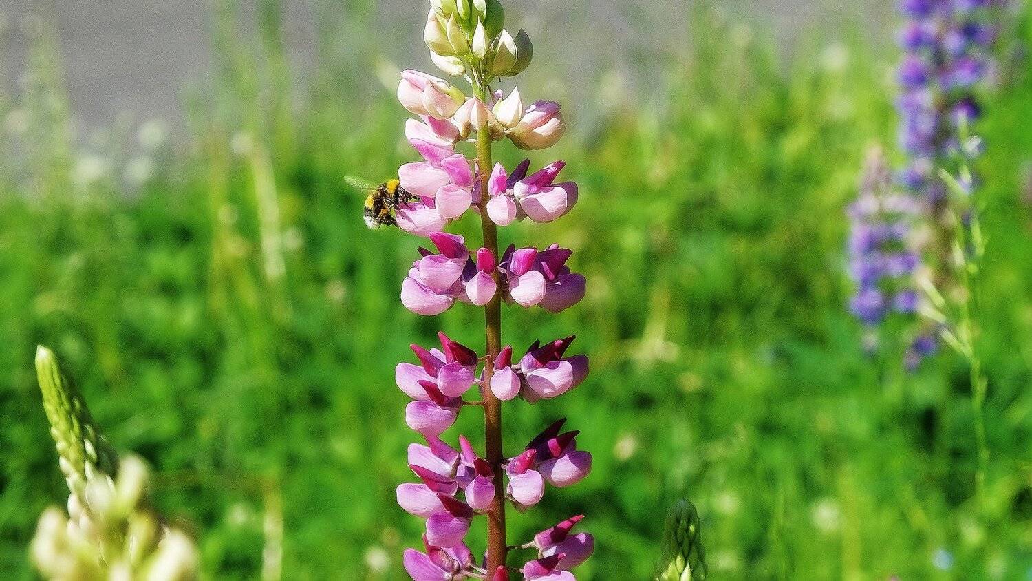 макро, шмель, люпины, Александр Потапов