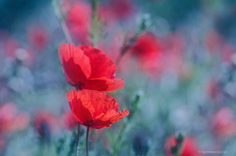 red фото превью