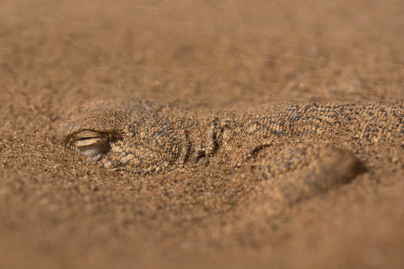 ушастая круглоголовка Ушастая круглоголовка фото превью