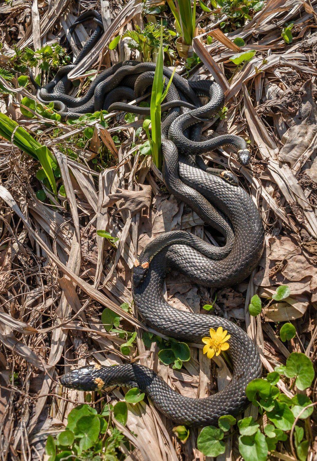 уж, ужи, змеи, клубок змей, спаривание, весна, апрель, тепло, николина гора,, Ксения Соварцева