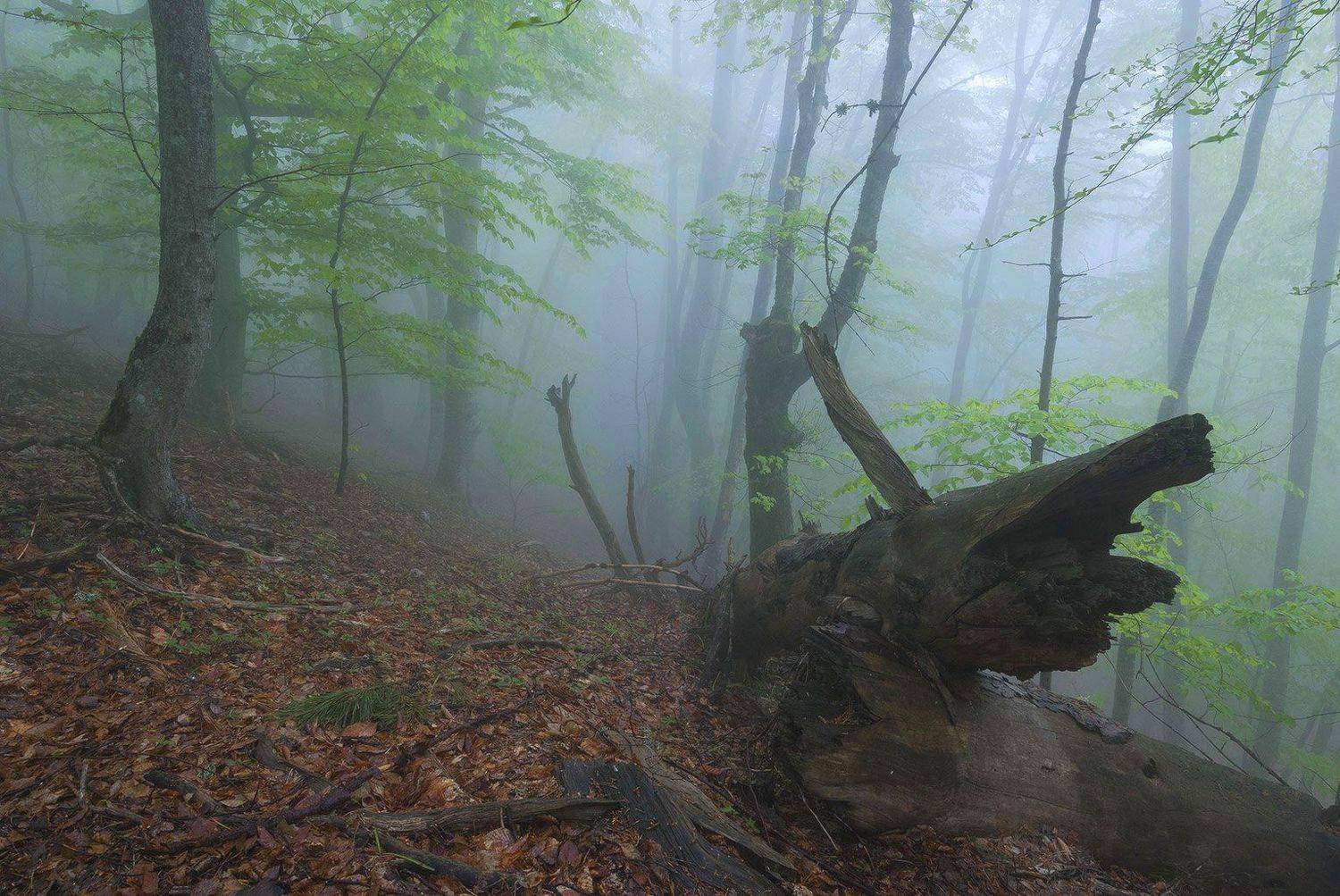 , Саша  Вайсберг / Waldschnepfe /