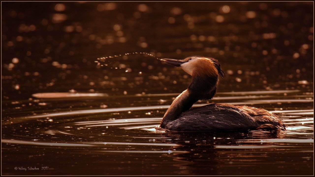 , Валерий Субачев