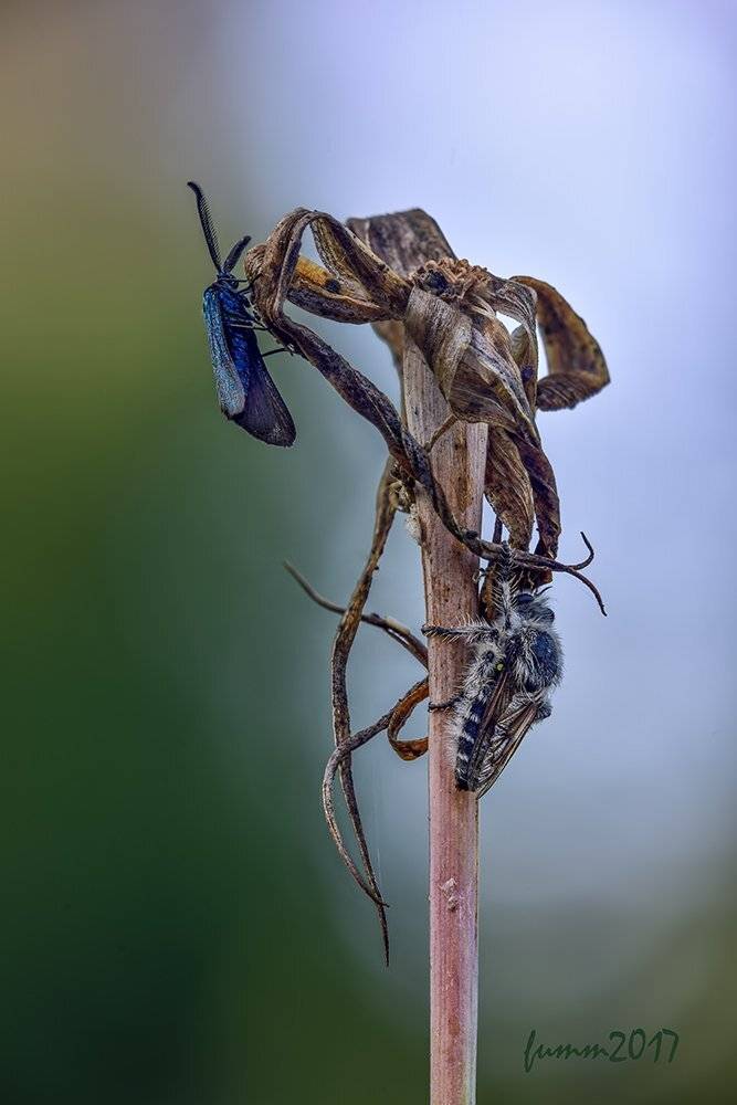 , Игорь ФУММ