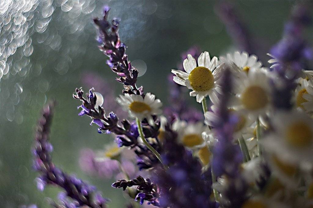 , Марина Соколова