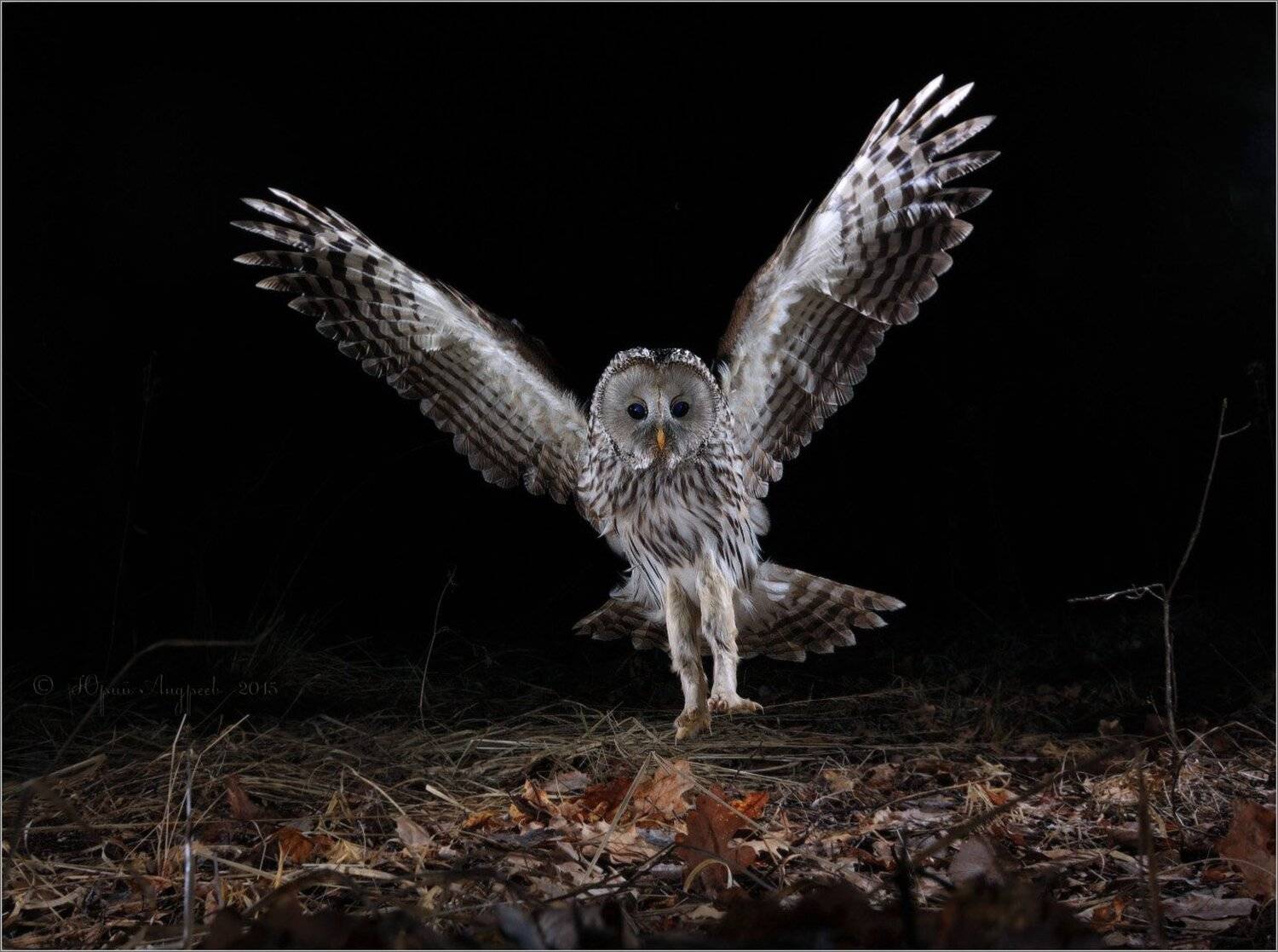 , Юрий Андреев