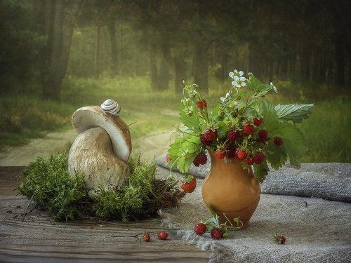 Истории летнего леса