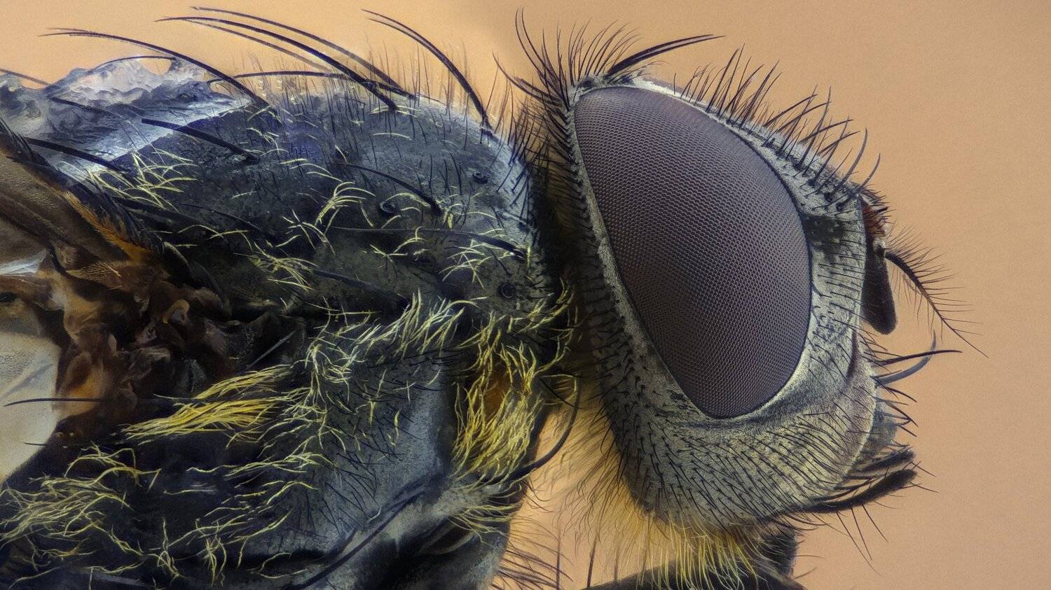 ceclii,macro,lgg4, extremmacro,  макро, Tsvetan Ganev