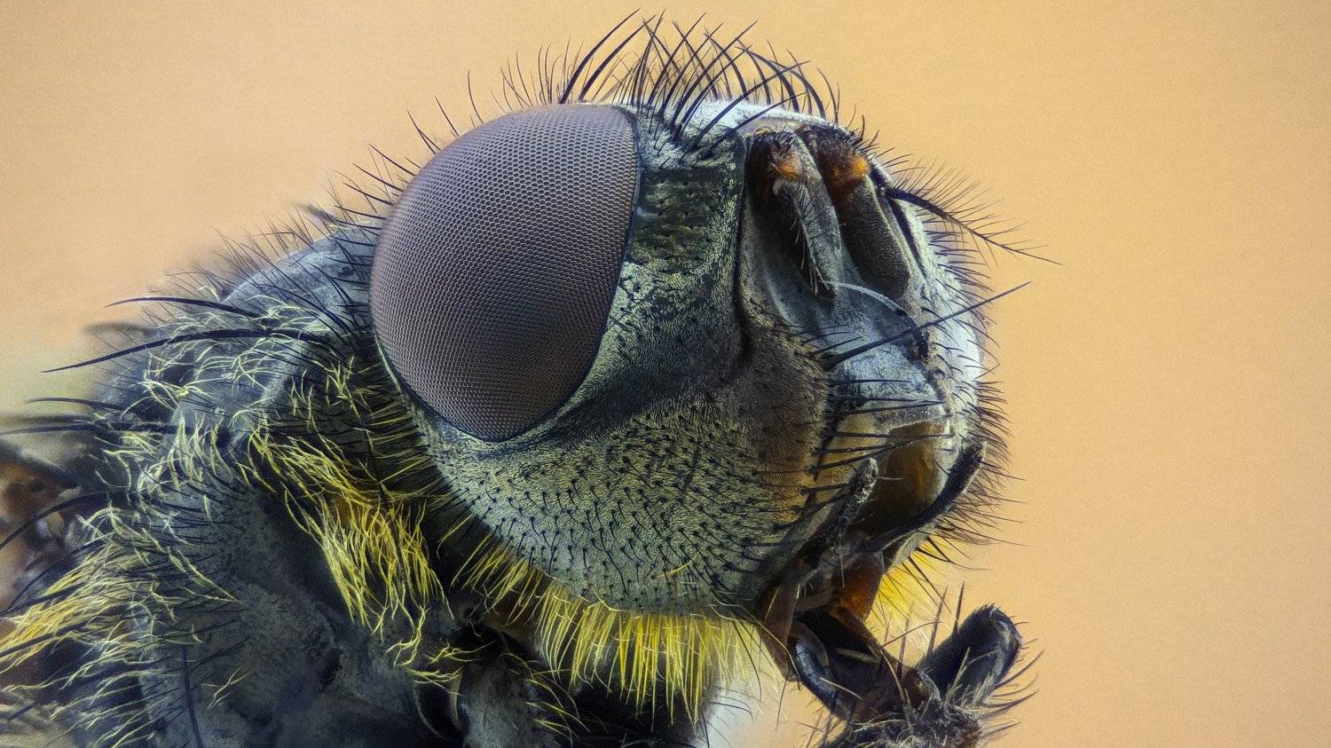 ceclii,macro,lgg4, extremmacro,  макро, Tsvetan Ganev