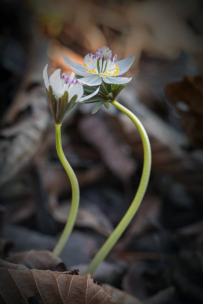 весенник звезчатый eranthis stellata, Евгений Слободской