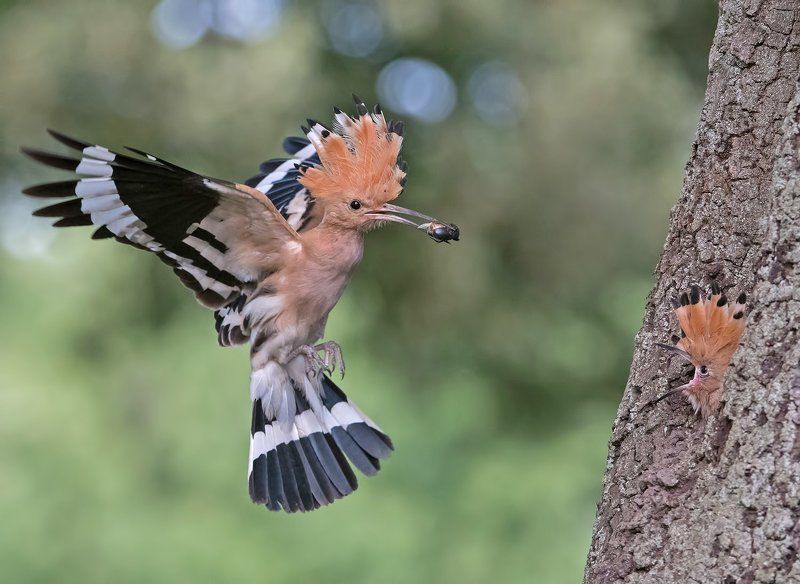 фото превью