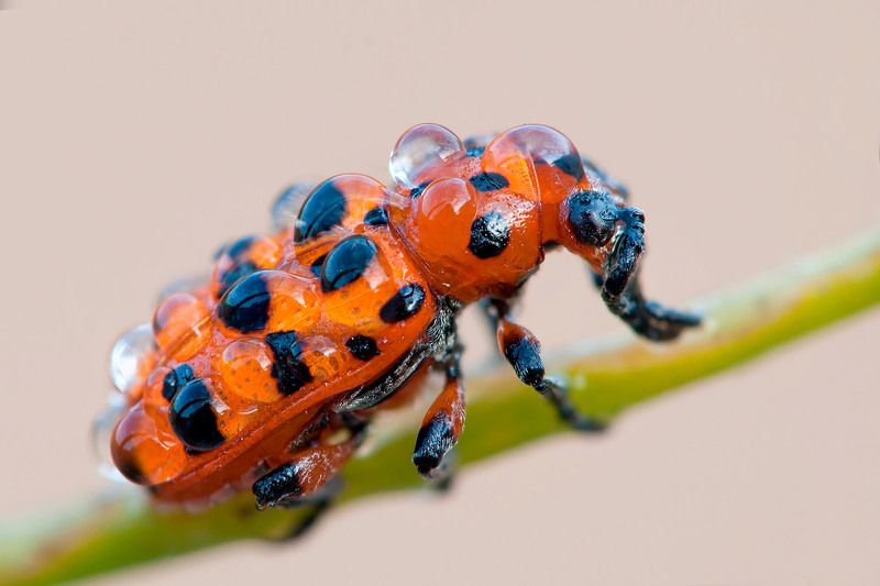 жук, капли, роса Огонёк в росе фото превью