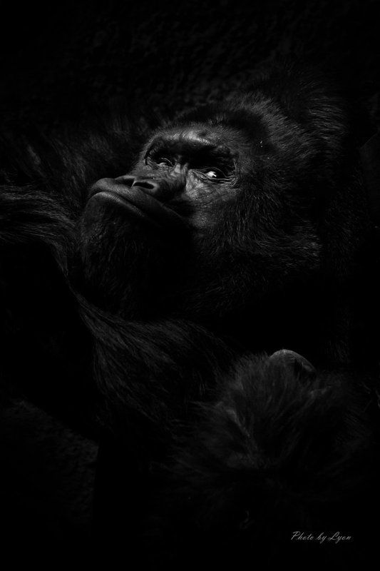 Горилла  портрет  фото превью