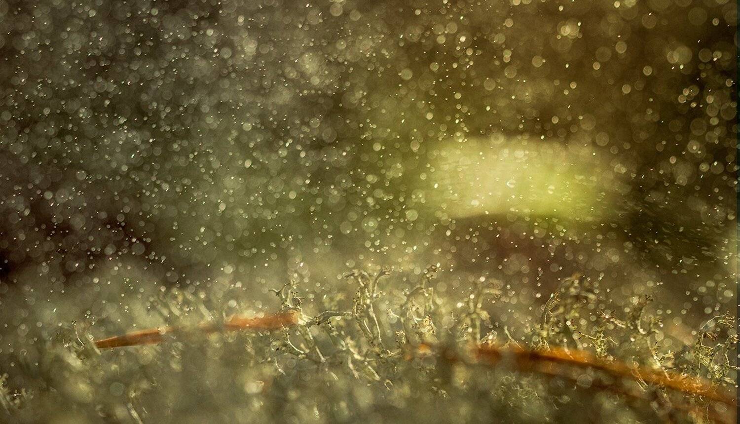 , Анатолий Зверев