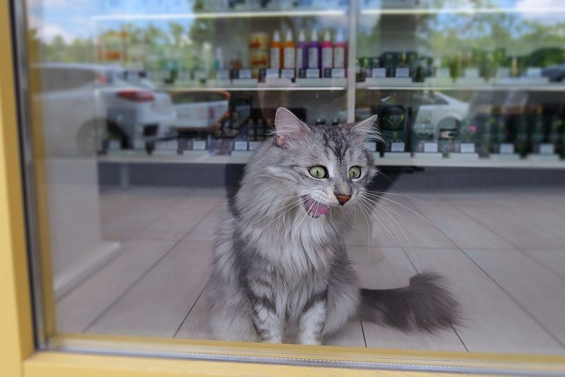 животные Мимимишки фото превью