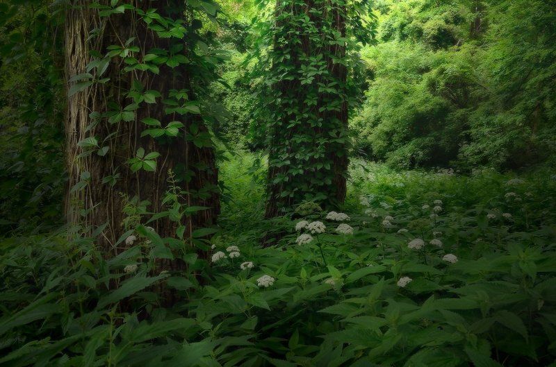 Под сенью дубового леса фото превью