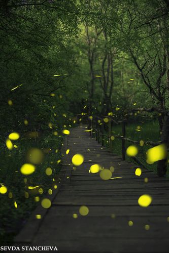 Fireflies