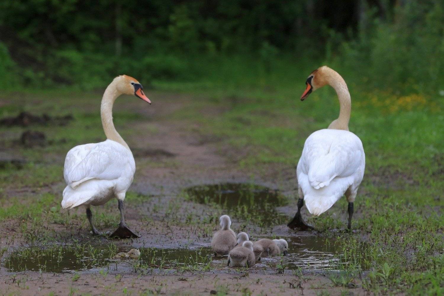 , Андрей Шимчук