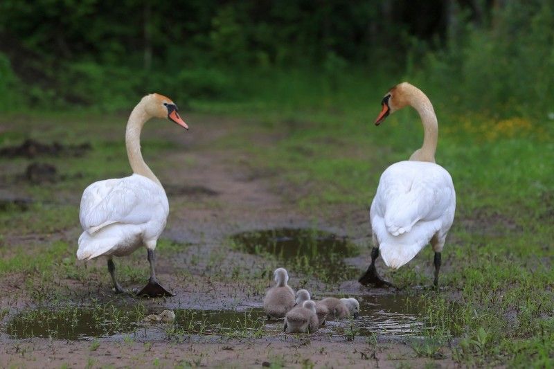 Прогулка фото превью