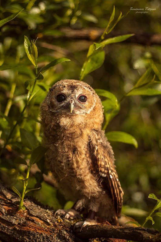 сова, природа, птица  сова фото превью