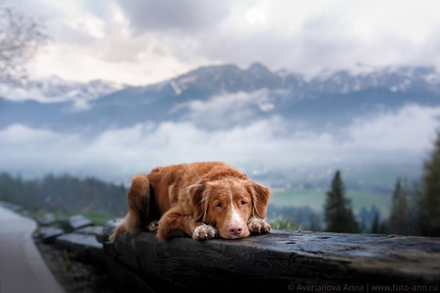 собака, природа, горы, Анна Аверьянова